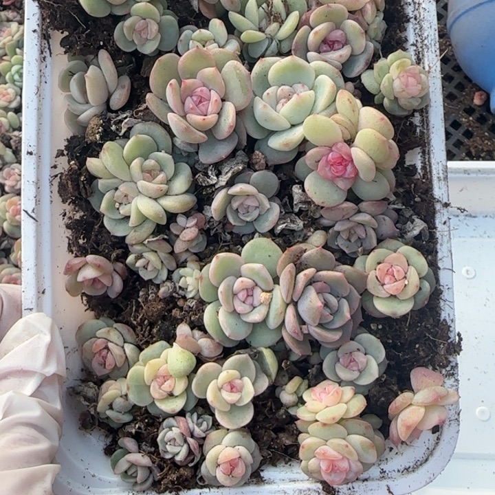 53 号王者系列多肉一盒