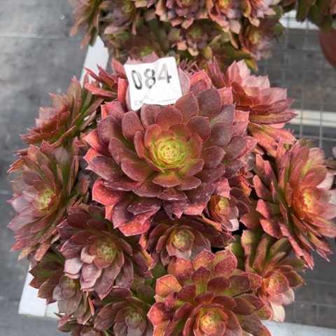 084红魔多肉22厘米左右