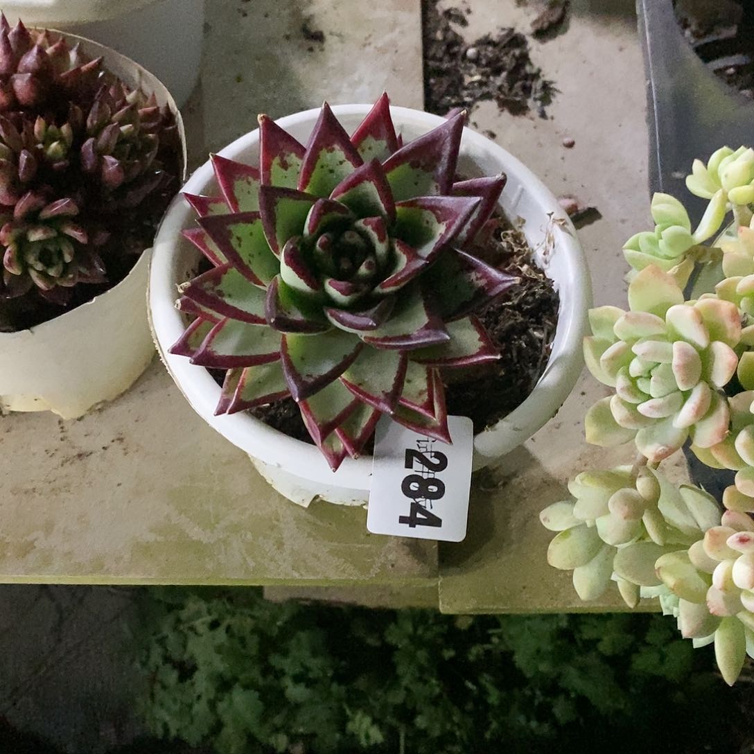 清**桔284乌木多肉植物