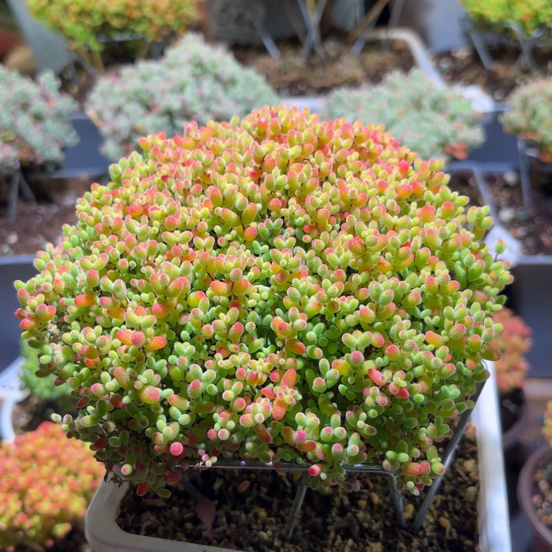 看***你枝干番杏密橘糖球039