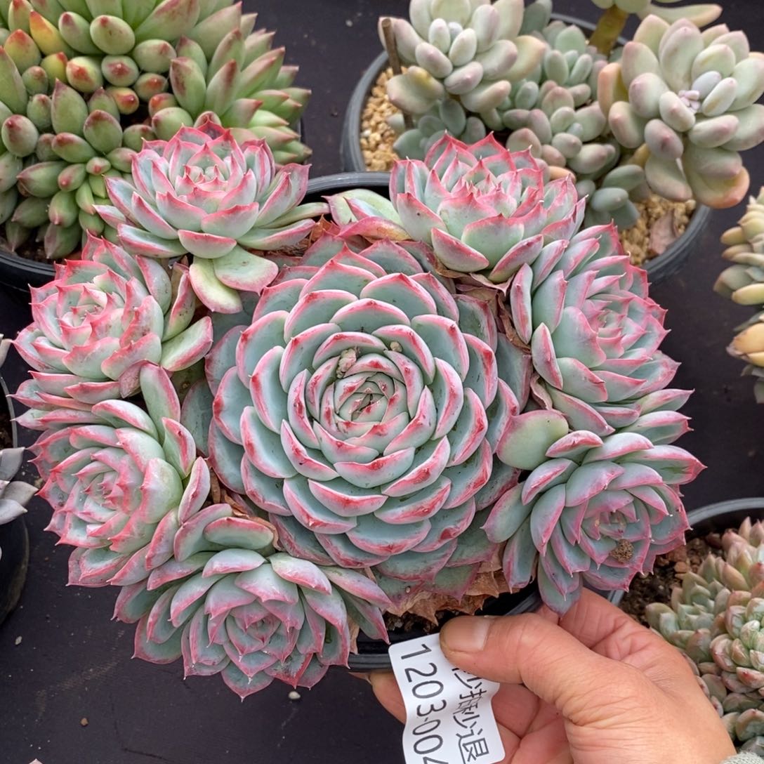 两单包邮1203-4侧影