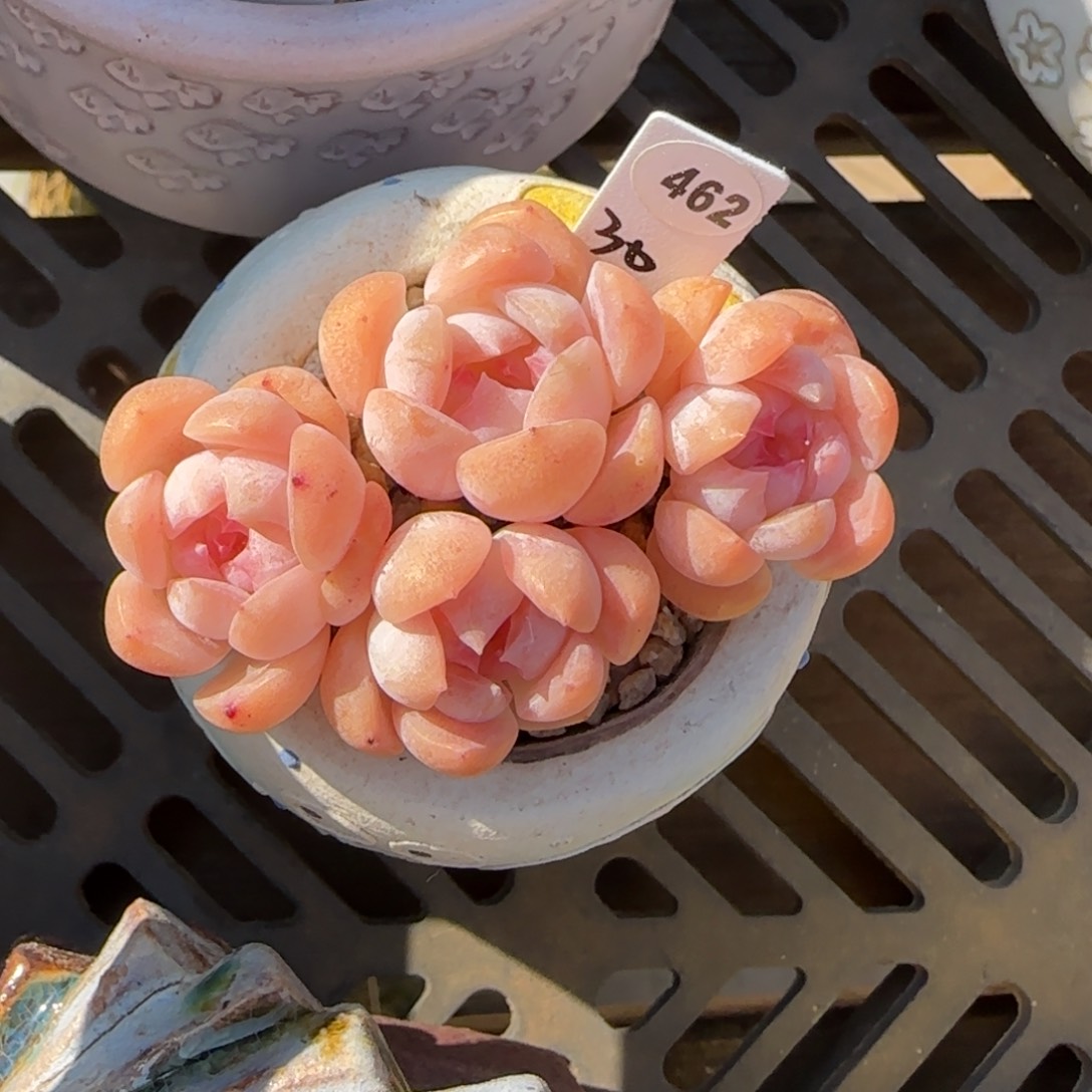 叶植庭多肉：粉蝶462