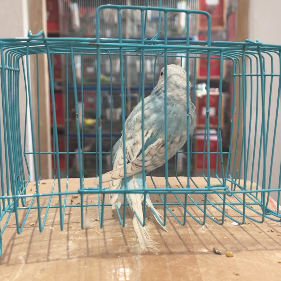 虎皮鹦鹉我的小姐姐