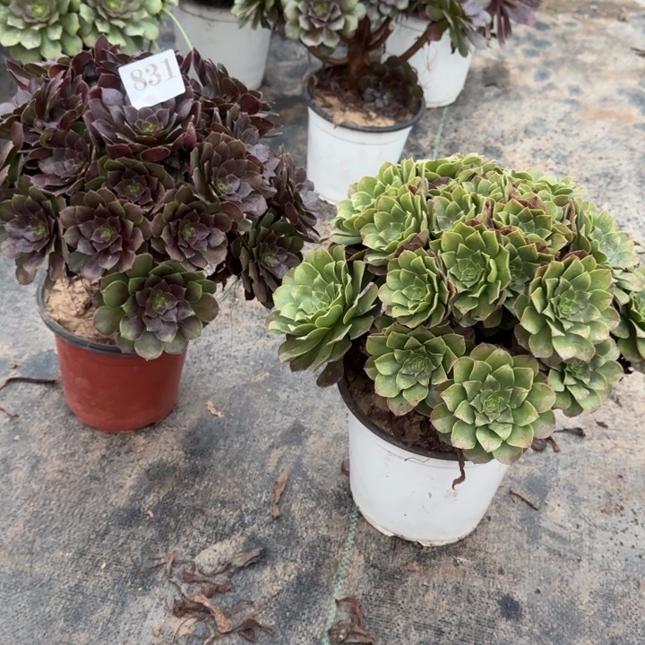 831原叶玫瑰➕万圣节包邮。         