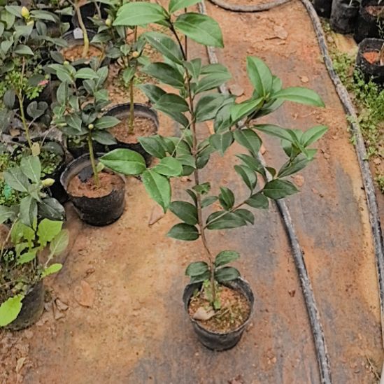 完全开放路易斯贝蒂