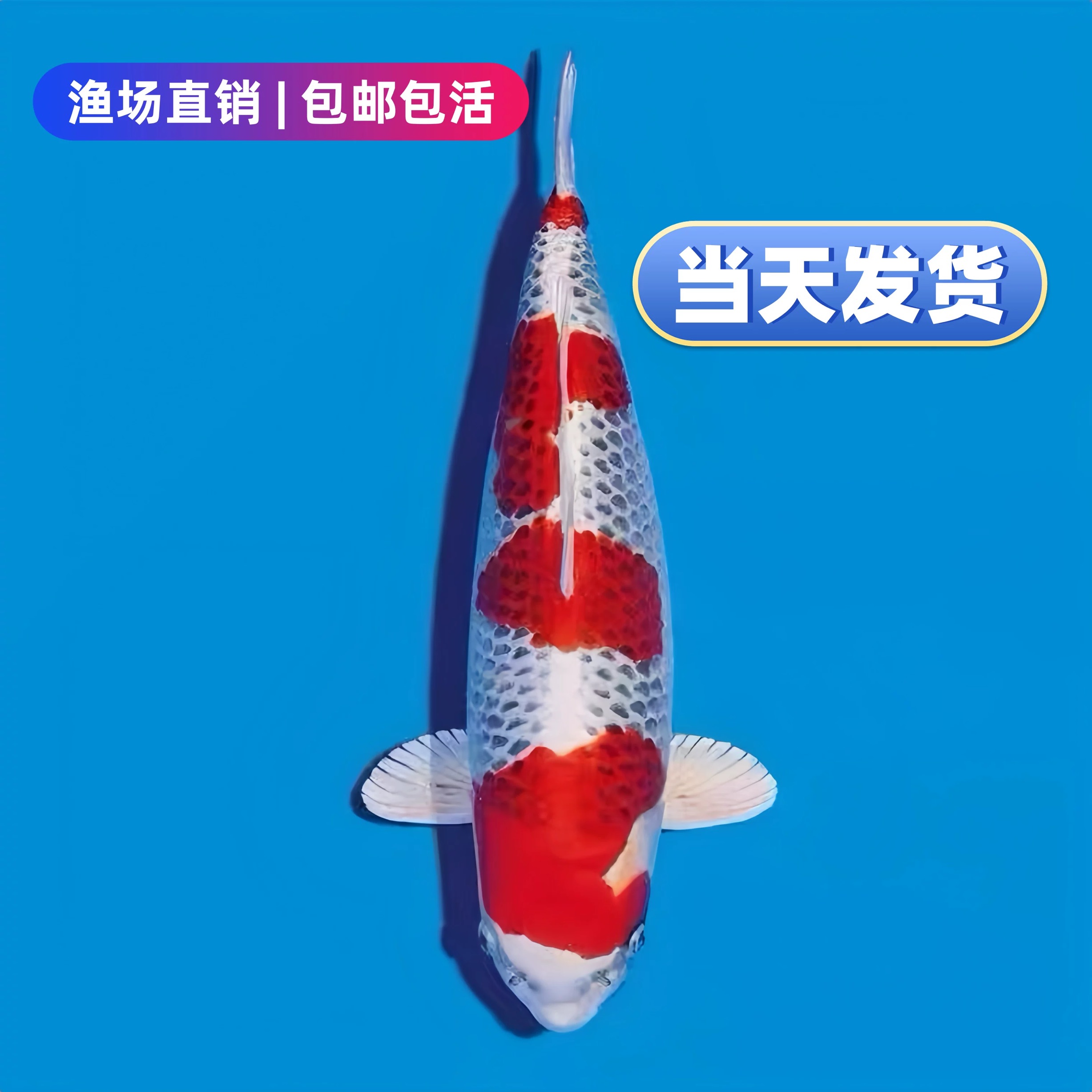 锦鲤活体观赏鱼宠物