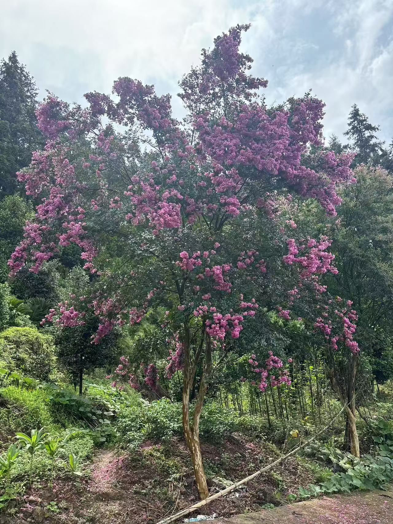 紫薇花树苗盆栽庭院绿化耐寒耐旱花卉开花百日红