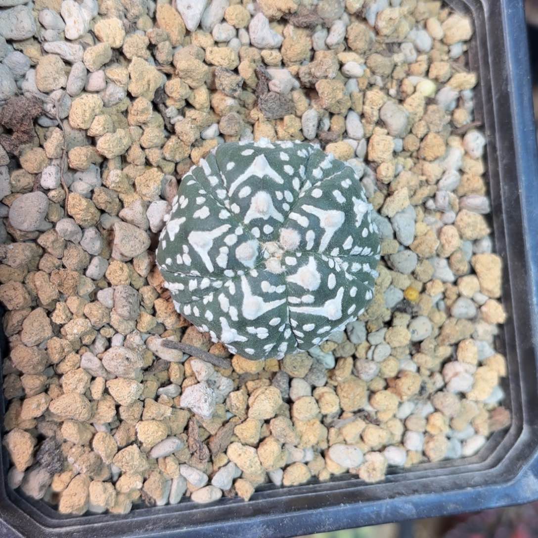 泰系实生兜仙人球9