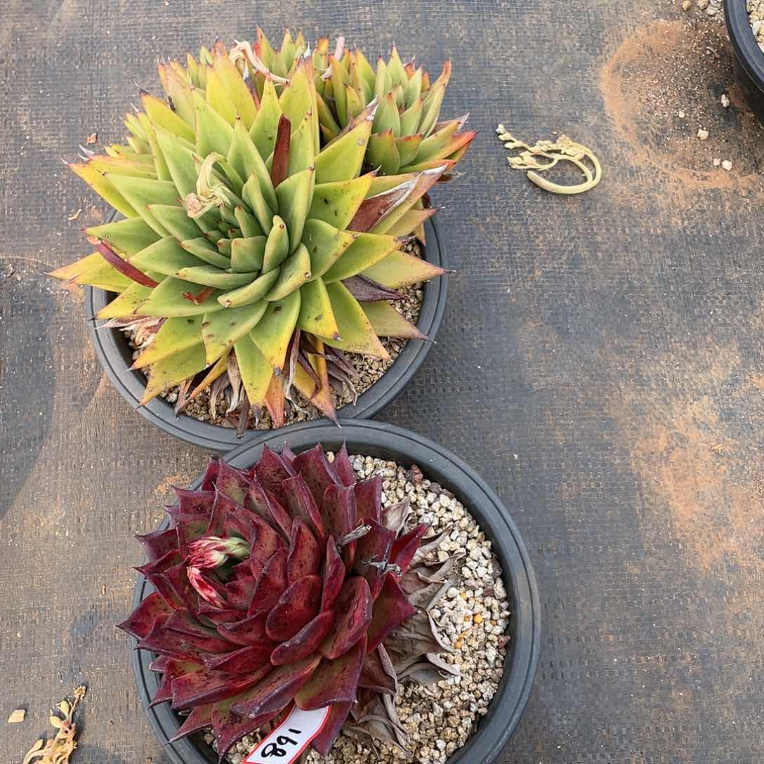 东云组拍168（西藏、新疆、内蒙不包邮）