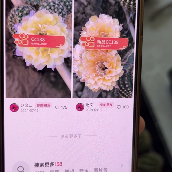 仙人球无根侧芽歪cc138