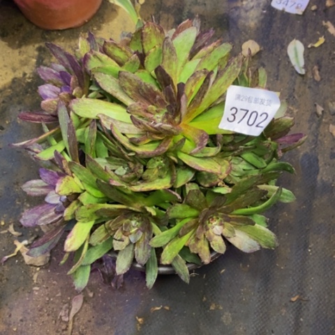 红丝绒多肉植物3702