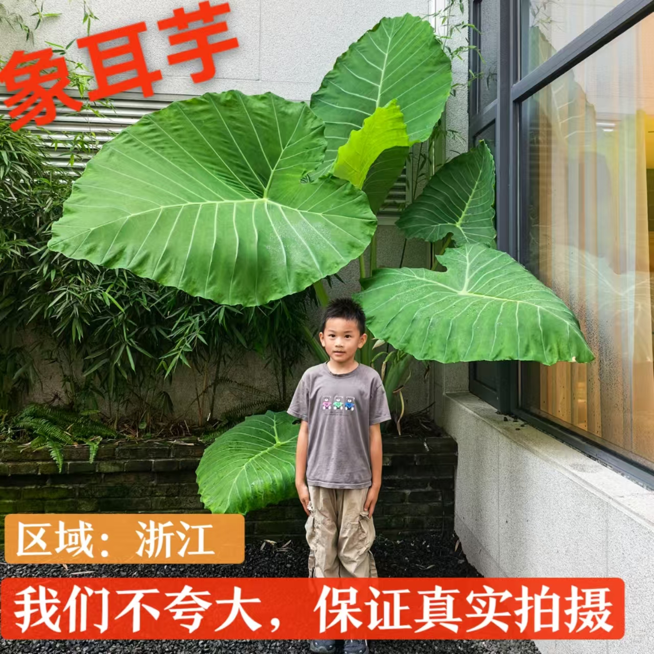 大型象耳芋龙猫同款大野芋绿植庭院网红观叶观花造景室内外盆栽