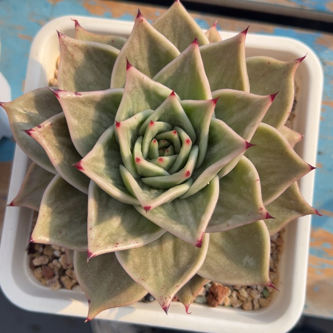 多肉植物一物一拍（1号）