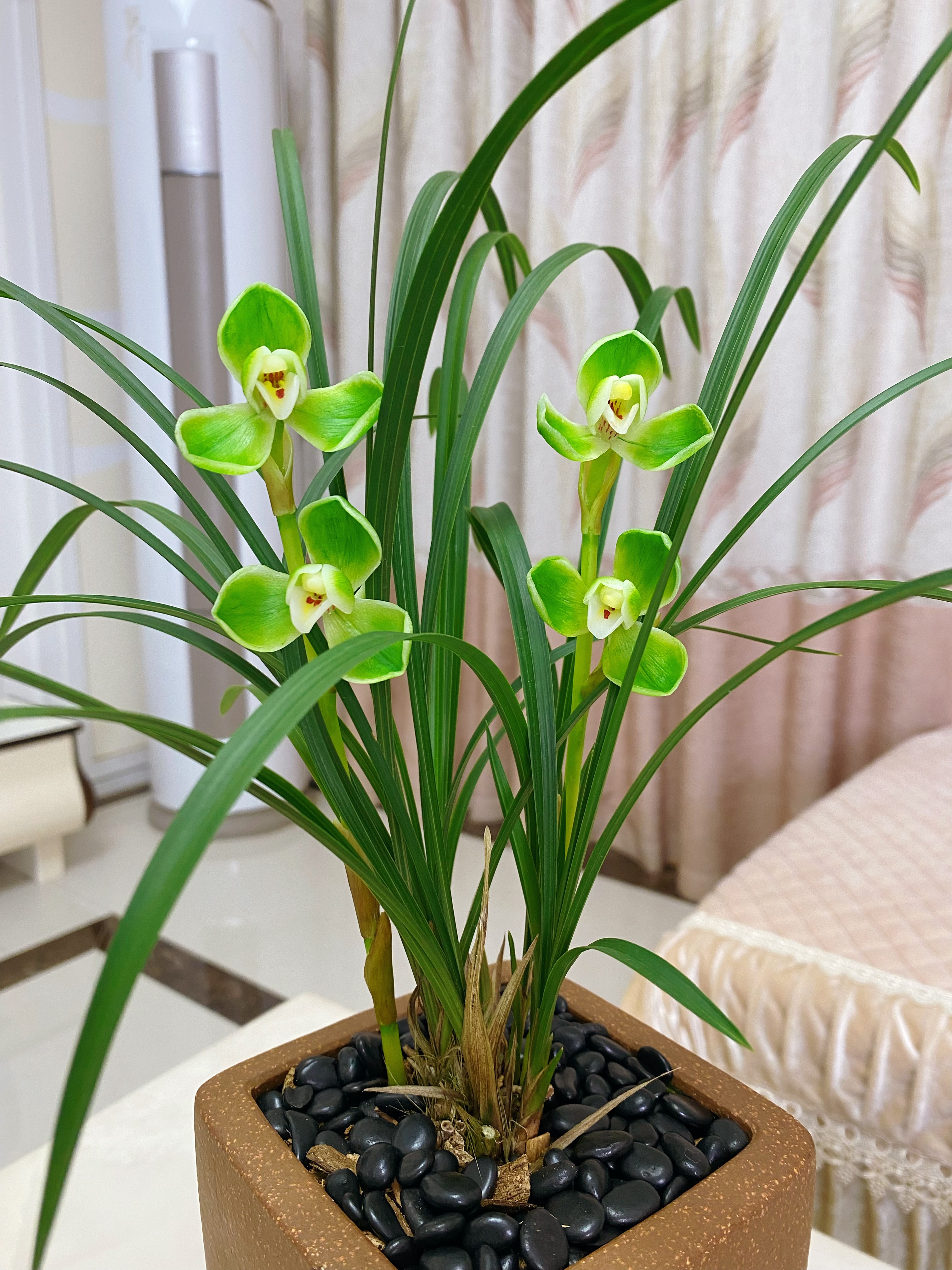 （舍德兰业）【宋梅】春兰老八种  原生苗老种春兰