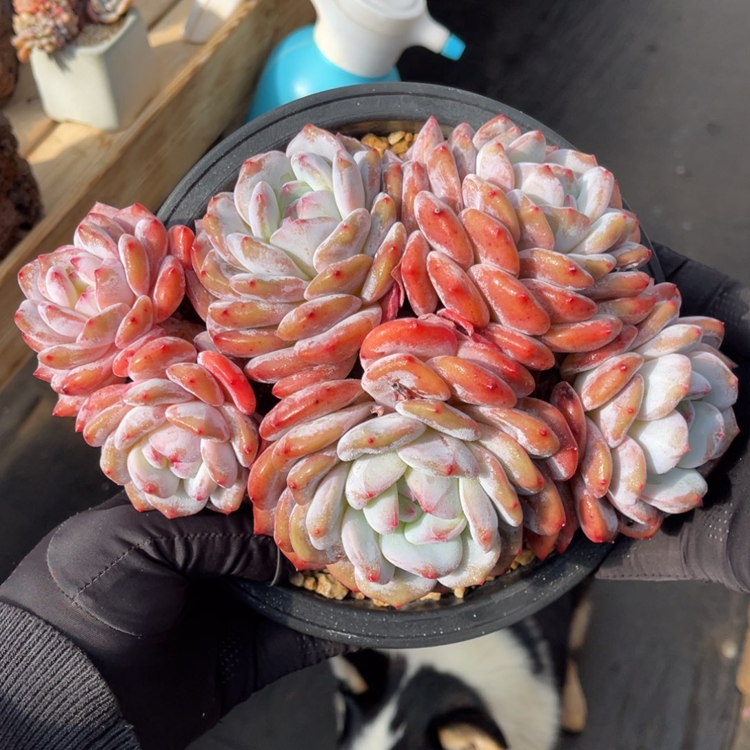 粗腿一物一拍不支持退换