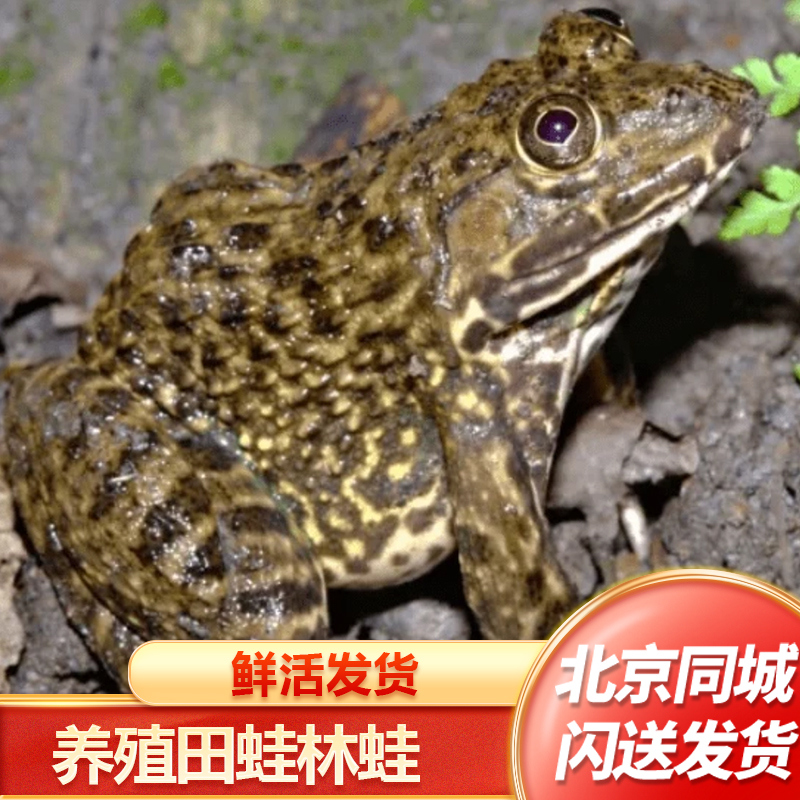  生态养殖蛙 田蛙  林蛙 青蛙 田鸡 