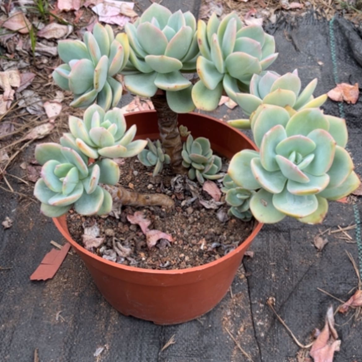 【闪购商品】白**～白凤