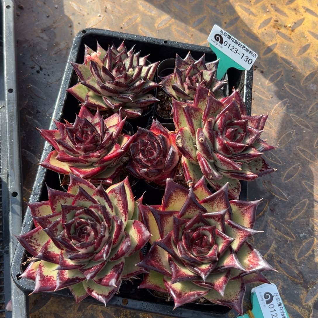 多肉一物一拍0123-130