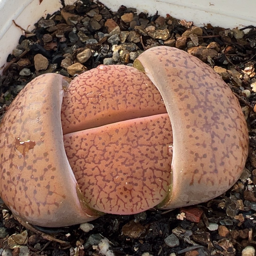 682多肉植物种类多样