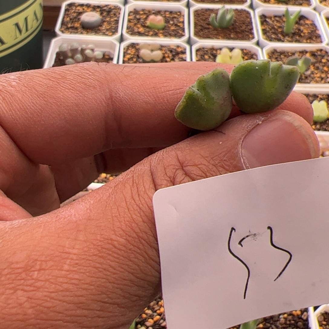 N***'11.2大眼睛多肉植物组合53