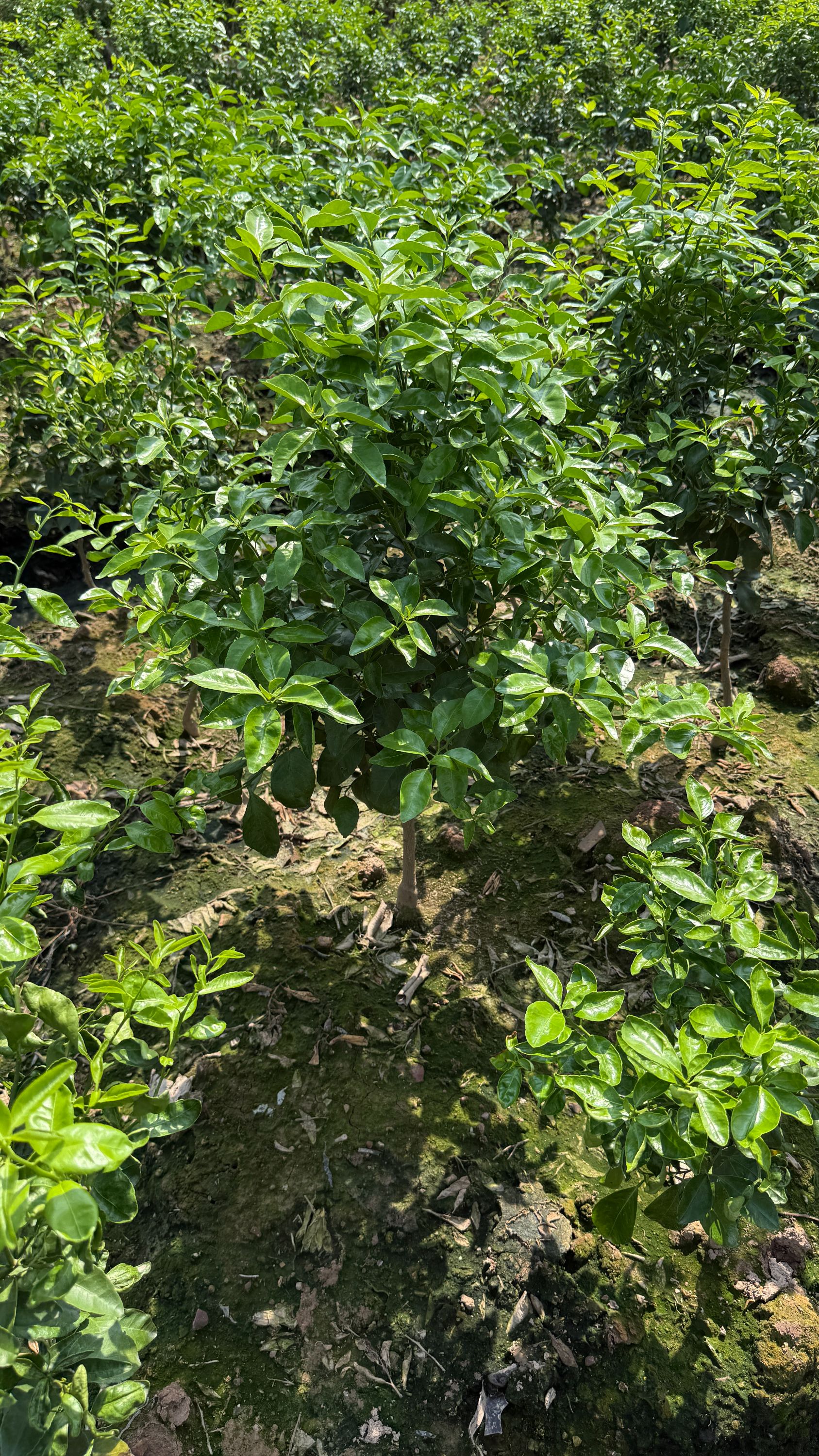 花卉绿植  直播间一物一拍  专用链接