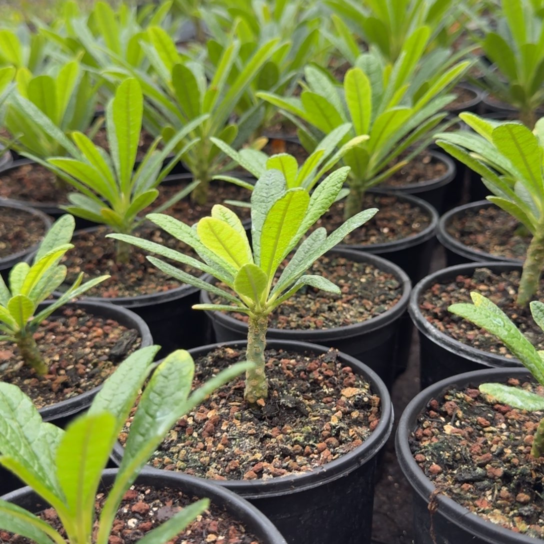 巨硫桑扦插多肉植物量拍