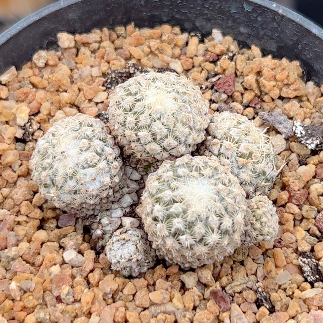 银牡丹 自根仙人球