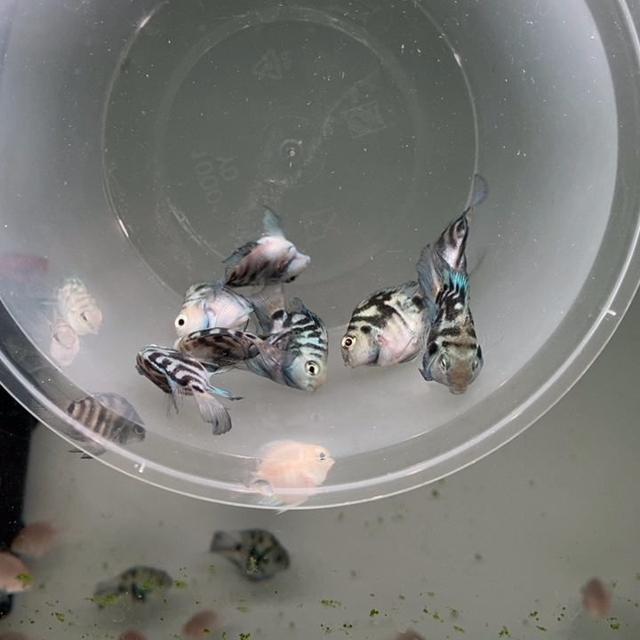 鹦鹉鱼六条宝蓝送二