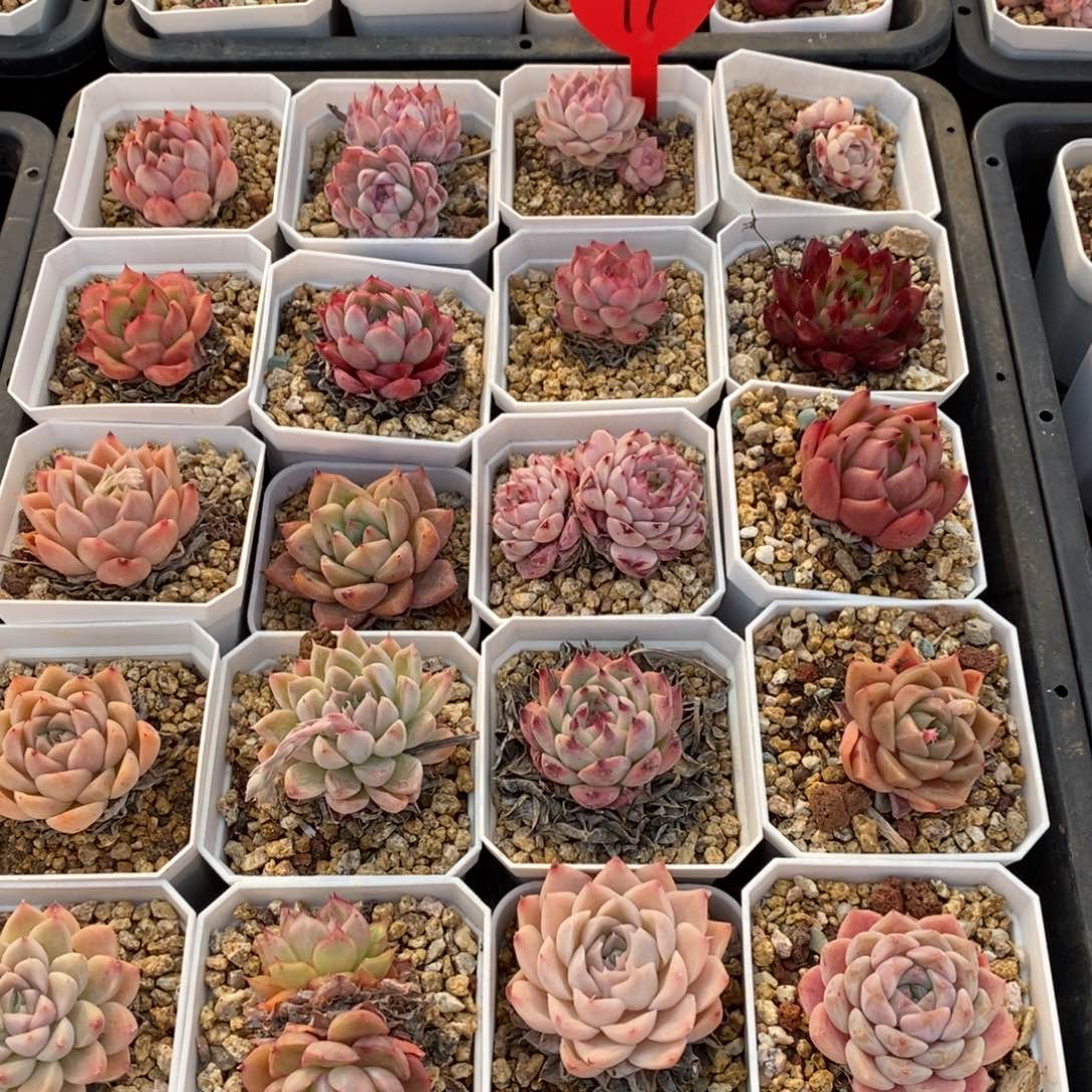 精晶多肉脱上发货11