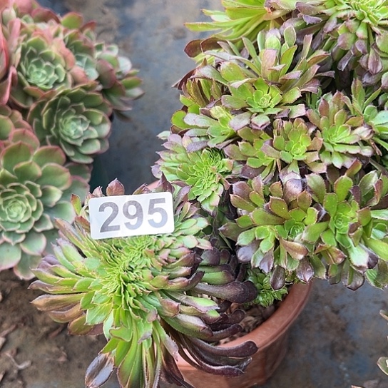 小****多肉植物一个黑同295