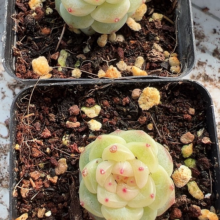 立*立新多肉植物一颗一颗