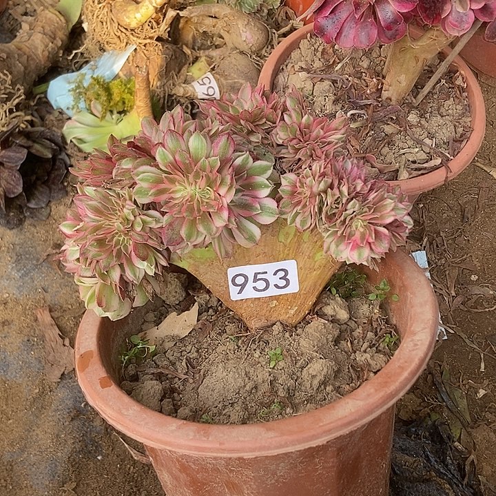 953倾城小板子法师