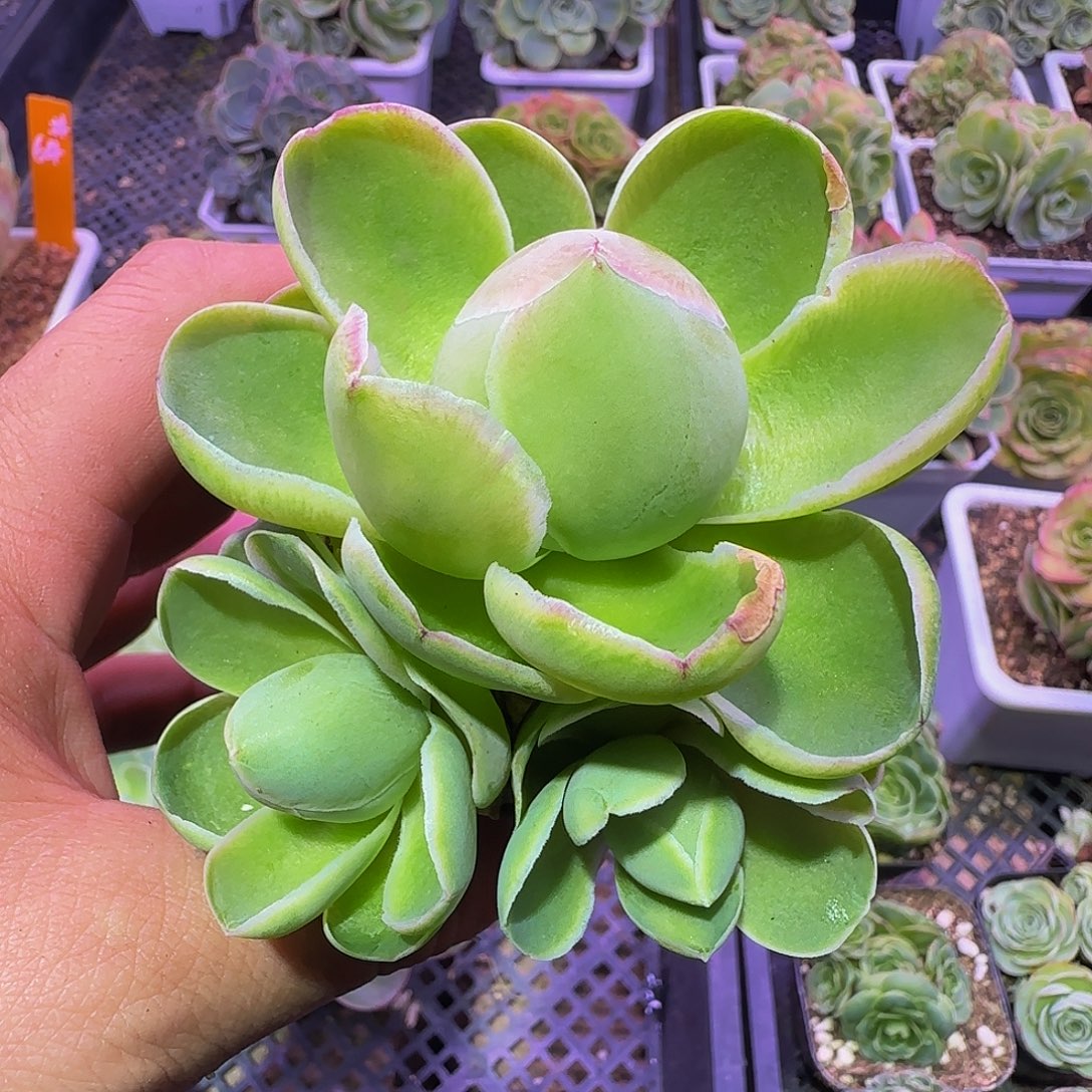 勺叶琶基 非偏远包邮玻璃心慎拍