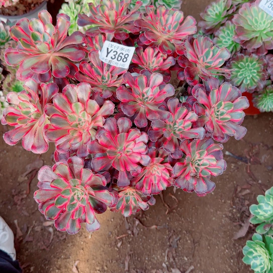 香耐尔发师368冠幅28