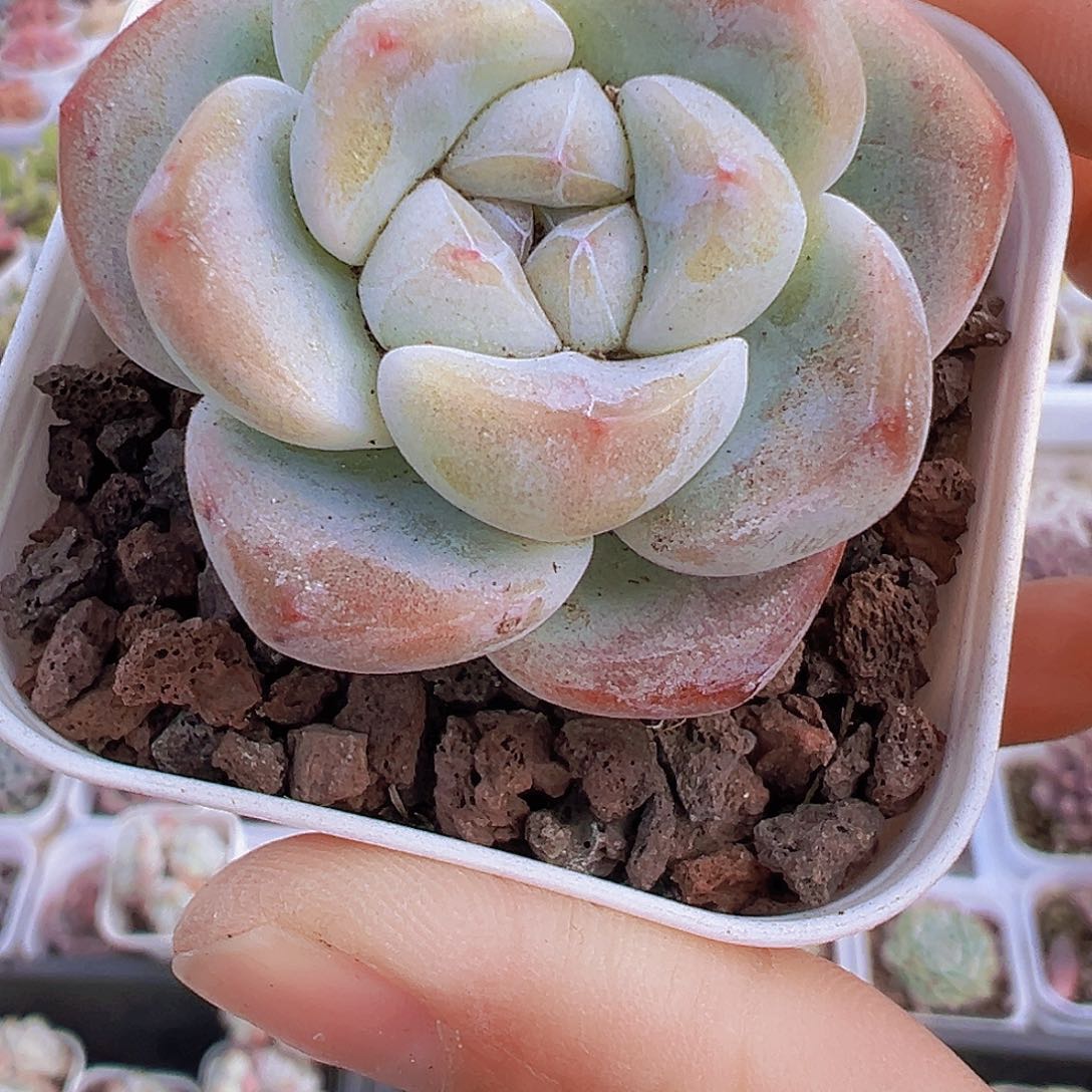 精品冰玉单头2盆19包邮