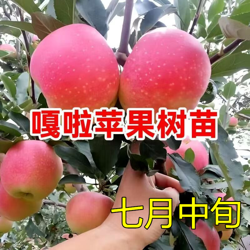 苹果树大卫嘎苹果苗嫁接嘎拉皇家国光苹果苗包成活包结果苹果树苗