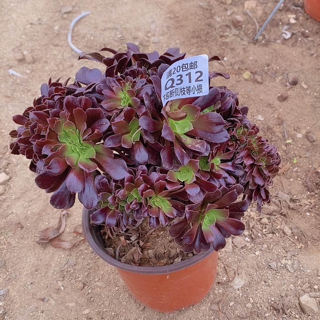 312欧紫缀化多肉法师锦