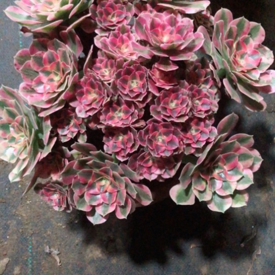 稳***住无花朵法师多肉植物107号