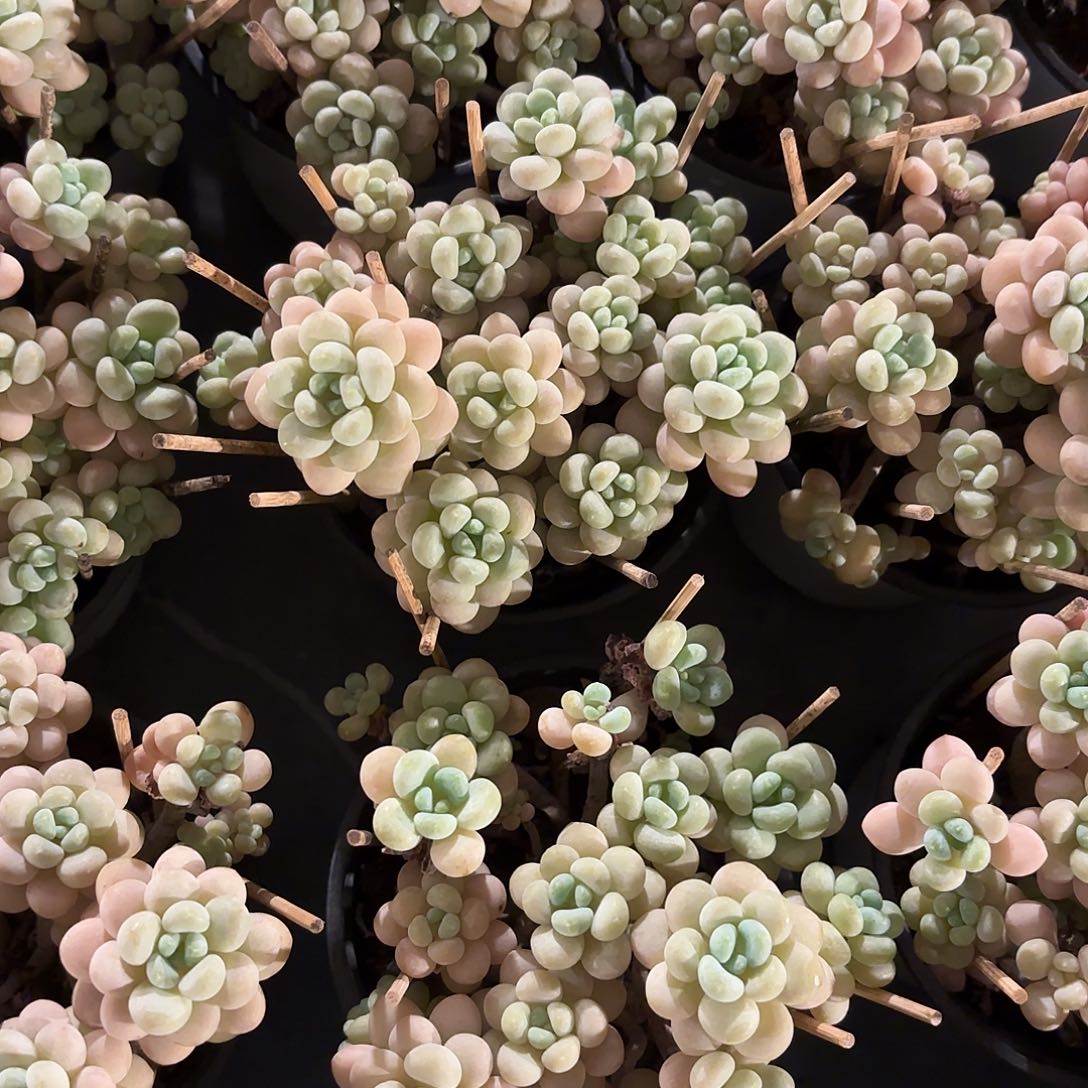 多肉植物啦啦啦啦啦啦