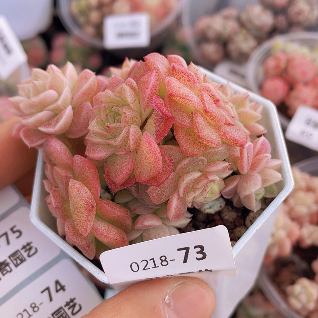 00000000000073量拍