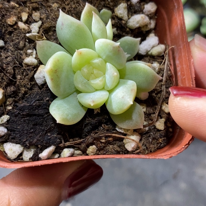 标签169黄琥珀一个多肉