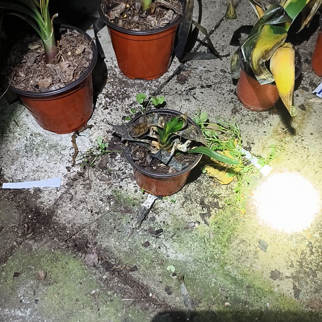 厚***物完全开放斑苗残叶无售后