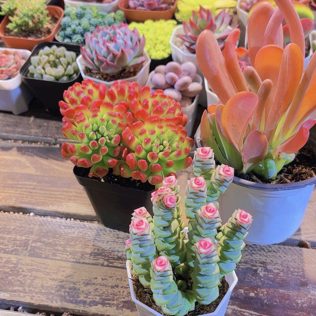 红灯笼。火狐狸。钱多锦