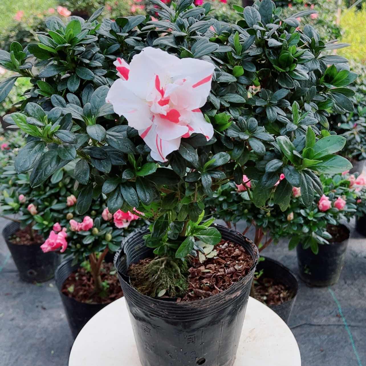 【闪购商品】大部分花苞少量开放英*