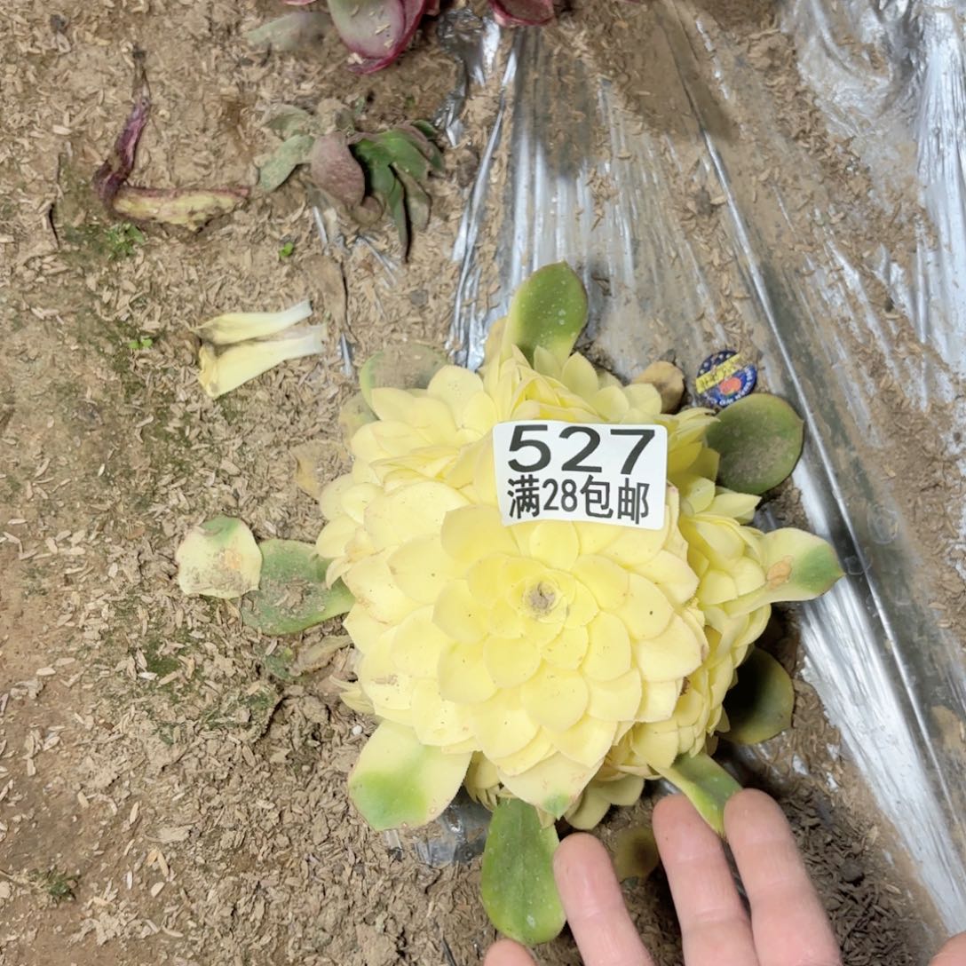 E.      527雪莲多肉