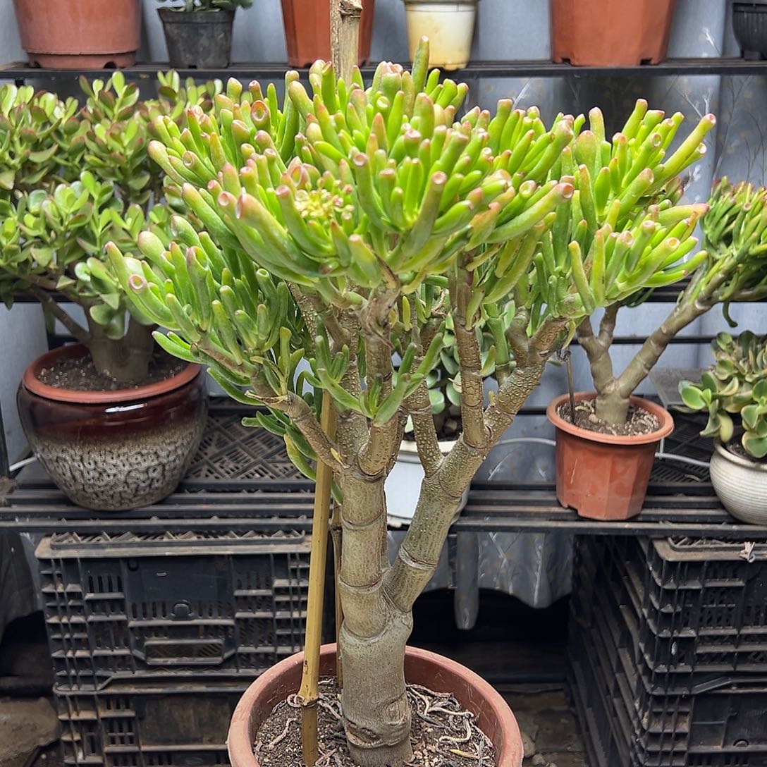 4年吸财树带土球发货