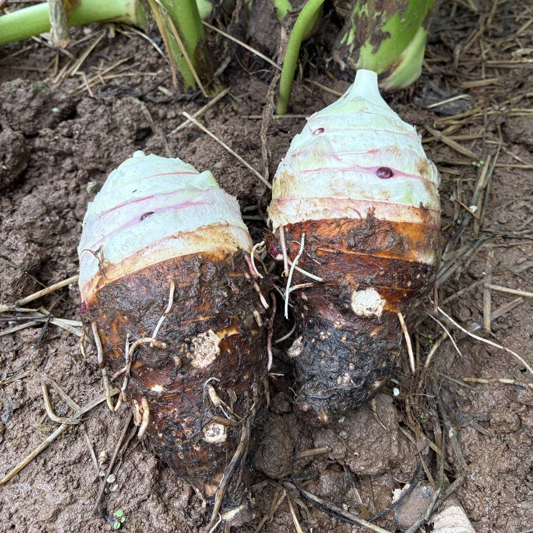 【荔浦芋头】重庆梁平农家自种荔浦芋头新鲜现挖香软粉糯香芋