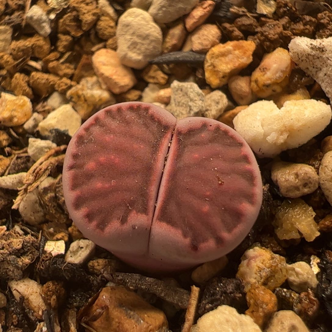 紫菊母本多肉植物百科1