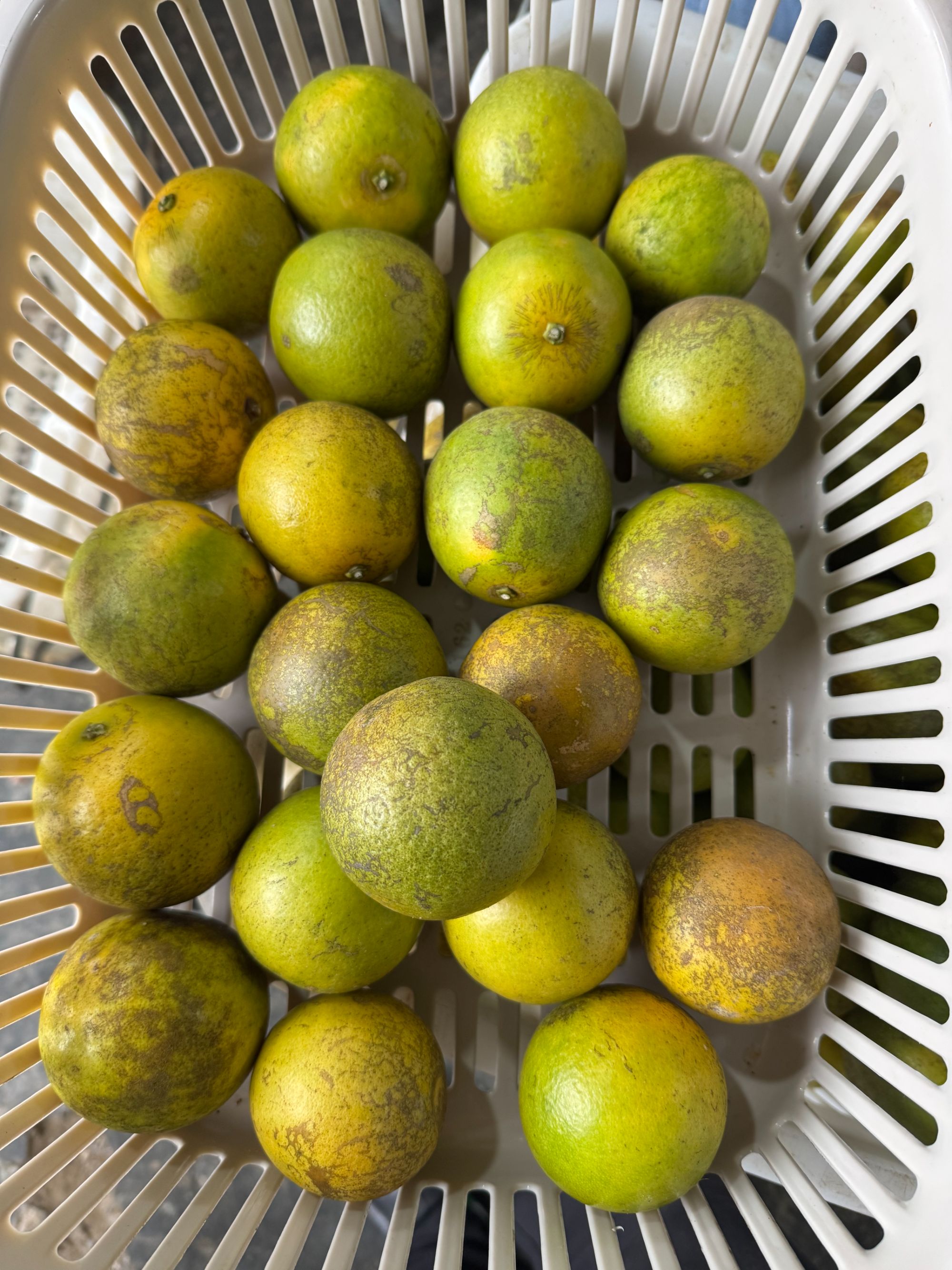 琼中绿橙花皮小果五斤