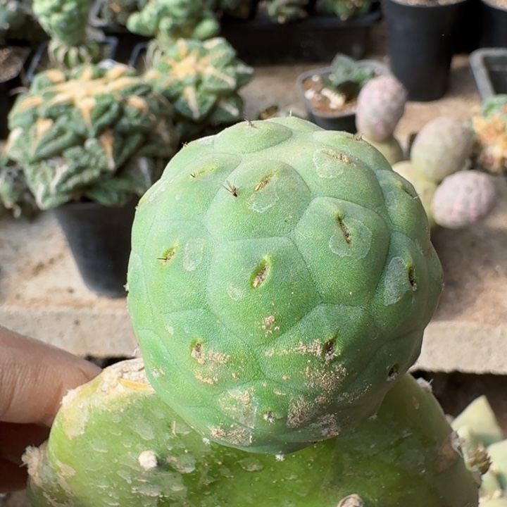 大绿皮陨石坑习仙人球